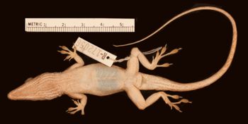 Media type: image;   Herpetology R-172056